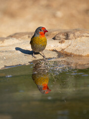 Buntastrild (Pytilia melba)