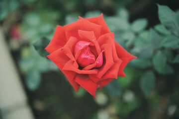 秋に咲く薔薇の花