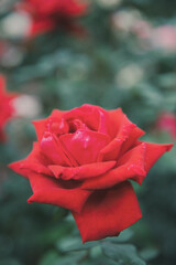 秋に咲く薔薇の花