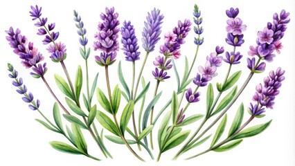 Beautiful Aerial Photography of Lavender Flowers in Watercolor Style for Floral Illustrations, Home Decor, and Crafting Projects