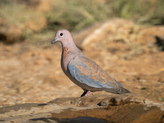 Palmtaube (Spilopelia senegalensis), Senegaltaube