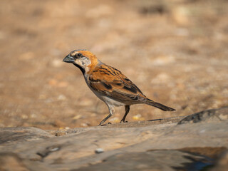 Rostsperling (Passer motitensis)