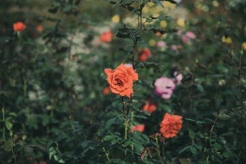 秋に咲く薔薇の花