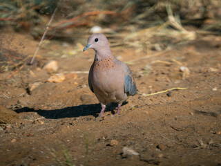 Palmtaube (Spilopelia senegalensis)