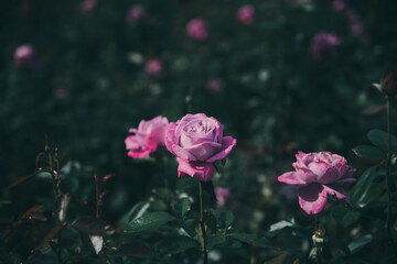 秋に咲く薔薇の花