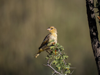 Maskenweber (Ploceus velatus)