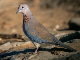 Palmtaube (Spilopelia senegalensis)