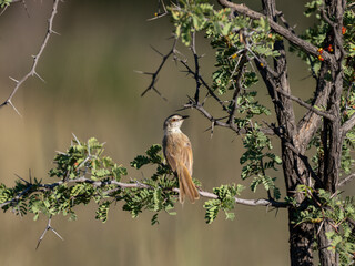 Rahmbrustprinie (Prinia subflava)