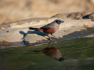 Elfenastrild (Brunhilda erythronotos), Black-faced Waxbill