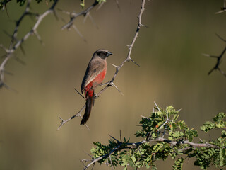 Elfenastrild (Brunhilda erythronotos), Black-faced Waxbill