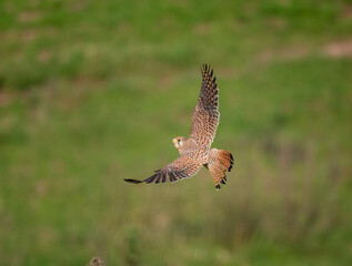 Turmfalke (Falco tinnunculus)