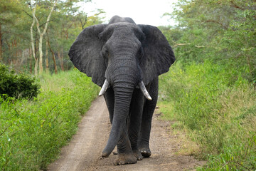 Elephant in the Serengheti National Park