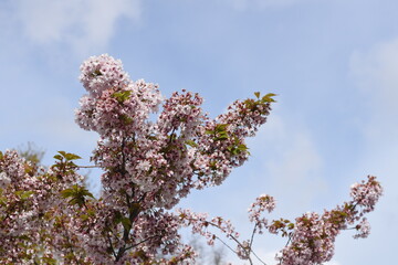 Cherry blossoms in full bloom with sky in the background