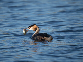 Haubentaucher mit Kaulbarsch