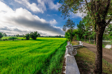 natural background of many species of plants that are laid out in the park, for the propagation of the species and to provide shade for those who stop by while traveling to study the ecology.