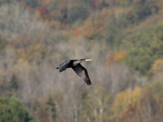 Kormoran (Phalacrocorax carbo)