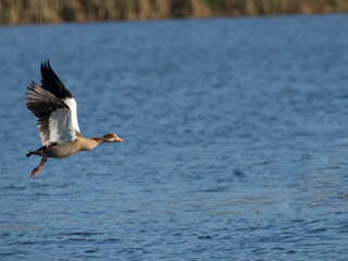 Nilgans (Alopochen aegyptiaca)