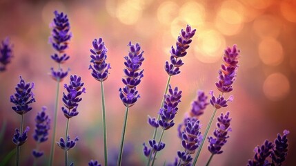 Vibrant Lavender Blossoms in Enchanting Evening Glow