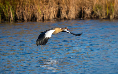 Nilgans (Alopochen aegyptiaca)