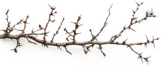 A Branch Of A Tree With Sharp Long Xiphoid Thorns On A White Background