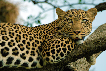 Leopard in the Serengheti National Park