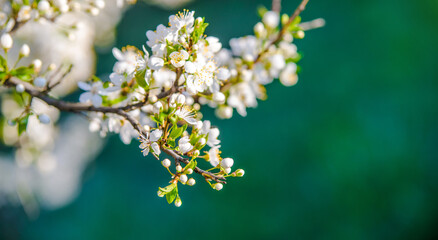 Cherry blossom branch in the garden in spring

