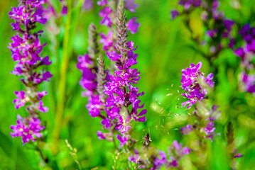 Purple flowers of Fireweed on a green natural background