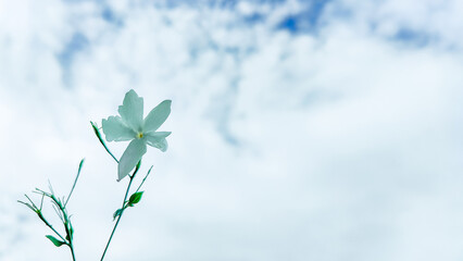 Stunning Sky with Vibrant Flowers Background Creating a Perfect Harmony of Nature for Any Creative Project