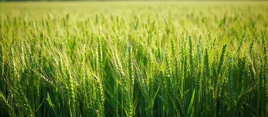 Obraz premium Wheat On The Field Green Wheat Agronomist Farmer Selective Focus Young Wheat Field