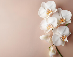 Obraz premium Ethereal Blooms Minimalistic White Orchids on Pastel Canvas