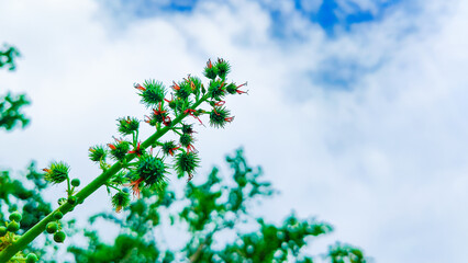 A Serene Sky Over a Field of Colorful Flowers for Stunning Visual Content Creation and Nature-Themed Projects