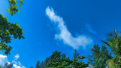 Stunning Sky with Leaves Background Ideal for Nature-Themed Designs, Illustrations, and Digital Art Projects