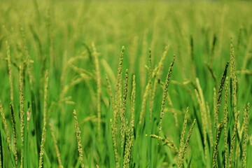 青々と実る山田錦