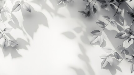 Gray shadow of wild rose leaves casts on a white wall creating an abstract neutral nature themed blurred background with space for text and overlay effect for photos and mockups