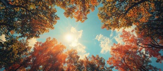 The View Of The Sky And Trees