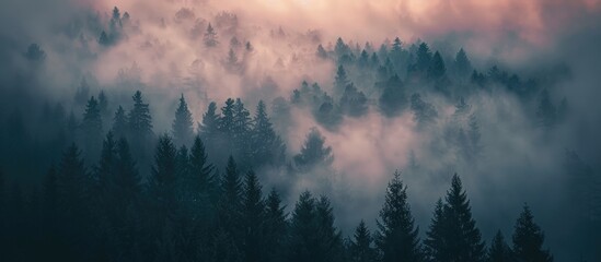 A View From Above From Afar To The Forest In Thick Fog At Dawn A Gentle Pink Morning Sky Above The Mystical Forest In The Fog Selective Focus