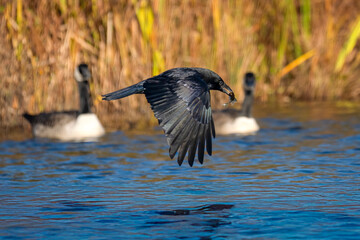 Rabenkrähe (Corvus corone) mit Kaulbarsch