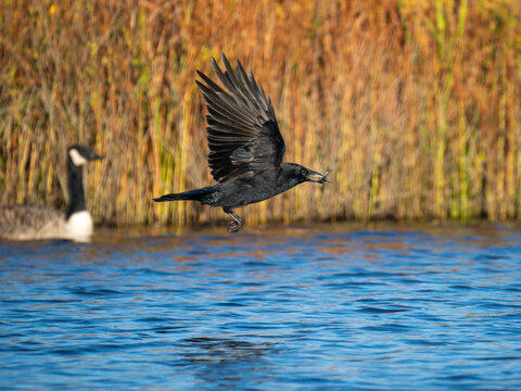 Rabenkr&auml;he&nbsp;(Corvus corone) mit Kaulbarsch