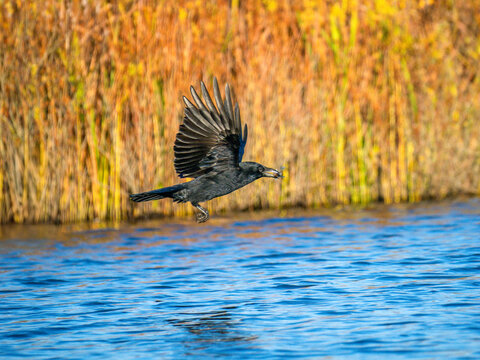 Rabenkr&auml;he&nbsp;(Corvus corone) mit Kaulbarsch