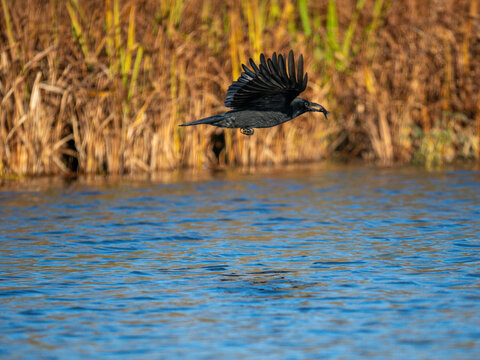 Rabenkr&auml;he&nbsp;(Corvus corone) mit Kaulbarsch
