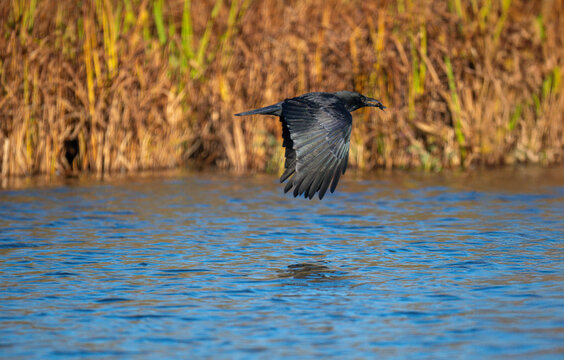 Rabenkr&auml;he&nbsp;(Corvus corone) mit Kaulbarsch