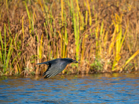 Rabenkr&auml;he&nbsp;(Corvus corone) mit Kaulbarsch