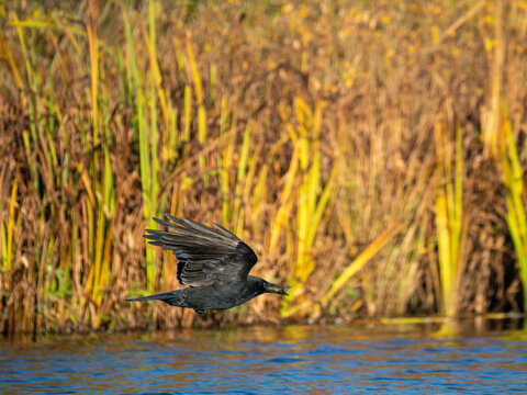 Rabenkr&auml;he&nbsp;(Corvus corone) mit Kaulbarsch