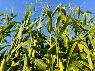 Corn leaves in a corn field.  Corn stalks on the background of the sky