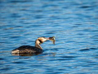 Haubentaucher mit Kaulbarsch