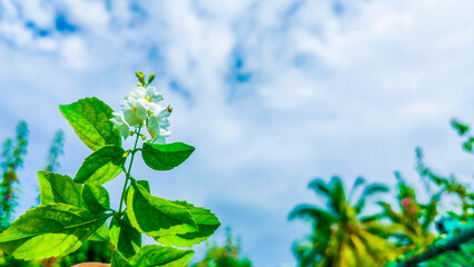 Stunning Image of a Clear Sky adorned with Vibrant Flowers and Lush Green Leaves Creating a Serene and Eye-Catching Aesthetic for Your Nature-Themed Projects