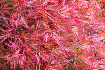 濡れているイロハモミジ