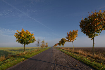 GOLDEN AUTUMN LANDSCAPE  - Colorful maple leaves along a country road
