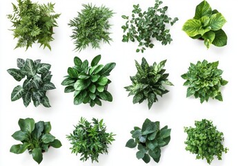 Obraz premium Beautiful Indoor Plants Collection