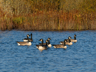 Kanadagans (Branta canadensis)